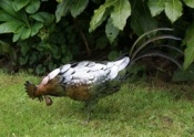 Pecking Cockerel