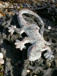 Cast Iron Lizard