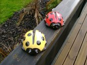 Ladybird