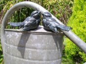 Pair Black/Green Magnet Birds