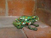 Mosaic Frog