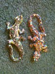Mosaic Gecko